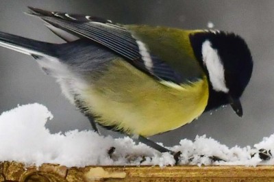 Chants d'oiseaux, Si leur ramage se rapporte à leur plumage à Saint Etienne